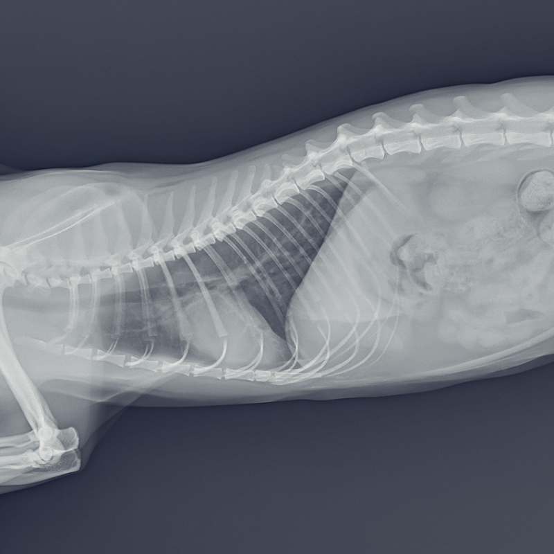 Pet-Digital-Radiology