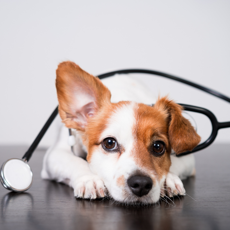 Pet-Hospitalization-Emergency