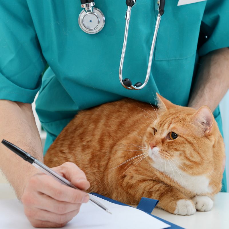 Pet Medical Boarding